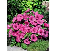 Lot de 45 graines Lavatera Ruby Regis - Lavatère à grandes fleurs mauve - annuelles - 240