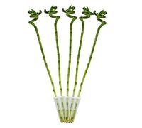 Lot de 5 bambous porte-bonheur 'Lucky Bamboo' - en forme de spirale - dans un tube - Dracaena Sanderiana - env.40 cm de haut