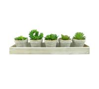 Lot de 5 Plantes & Plateau Succulente 13cm Gris