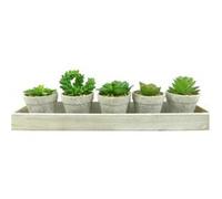 Lot de 5 Plantes & Plateau Succulente 13cm Gris