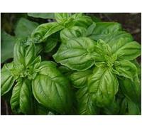Lot de 50 Graines BIO basilic vert ITALIEN Herbe Plante Aromatique Potager - 04