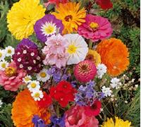 Lot de 50 Graines fleurs en malange a couper jardin colorés fleurs + ou - cornues 40-60 cm semence