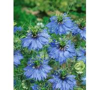 Lot de 50 Graines Semence de NIGEL DE DAMAS - Bleue - 01