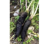Lot de 500 Graines de Radis Rave Noir Gros Long D'Hiver - longue racine - chair blanche et ferme - Bonne conservation hivernale - pour cultures d'été et d'automne au jardin - semences reproductibles