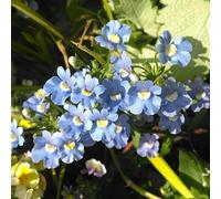 Lot de 500 Graines Semences - Nemesia BLEUE Intense - Fleur Jardin 30cm - 210