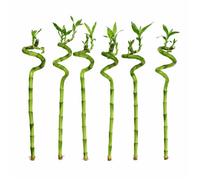 Lot de 6 bambous porte-bonheur - Dracaena Sanderiana - 40-45 cm - Plante d'intérieur Feng Shui