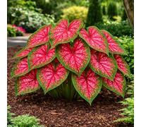 Lot de 6 bulbes de caladium Red Alert pour plantation de feuilles rouges et vertes à pois tropicaux pour ombrage, jardins, lits de terrasse, style oreilles d'éléphant