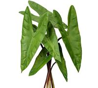 Lot de 6 feuilles d'Alocasia artificielles avec longue tige - Plante tropicale - Feuilles de palmier artificielles réalistes - Pour arrangement floral, maison, jardin, fête, bureau, décoration de la