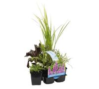 Lot de 6 - Plantes de bassin parfumées - Acorus - Géranium - Houttuynia - H. 15-25 cm - P. 9 cm