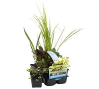 Lot de 6 - Plantes de bassin purifiantes - H. 15-25 cm - P. 9 cm