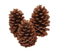 Lot de 6 Pommes de Pin Naturelles pour Noël - Décoration Sapin, Pin Américain M, 12-15 cm