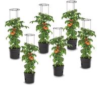 Lot De 6 Pots À Tomates 28 L Avec Support Pour Branches, Planteurs À Plantes, Pour Légumes, Jardinières Aux Fraises Et Concombres Multicolore