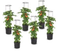 Lot de 6 pots à tomates 28 L avec support pour branches, planteurs à plantes, pour légumes, jardinières aux fraises et concombres