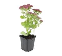 Lot de 60 Sedum Herbstfreude, Pour Jardin, Vert et Rose, 10-25cm, Ø9cm