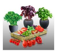 Lot De 700 Graines À Semer - Le Grenier D'abondance - Tomates - Basilic - 6 Sachets Individuels