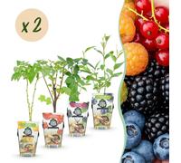Lot de 8 plants de fruits, hauteur 30cm, Ø9cm : groseille rouge, framboise jaune