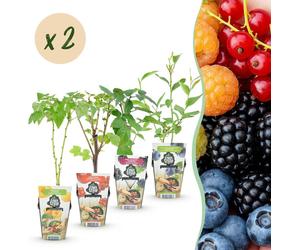 Lot de 8 plants de fruits, hauteur 30cm, Ø9cm : groseille rouge, framboise jaune