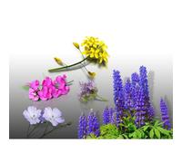 Lot De Graines Engrais Vert - Le Grenier D'abondance - Phacelie Lilla, Sinapis Alba, Lupin Bleu Bio, Lin Bleu Bio, Vesce Bio - Plus De 300 Grammes 30m²