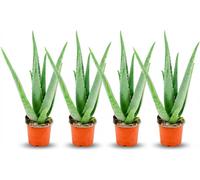Lot de plantes d'aloe vera - 4 plantes - Ø10,5cm - Hauteur 35-40cm - Plante