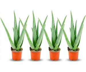 Lot de plantes d'aloe vera - 4 plantes - Ø10,5cm - Hauteur 35-40cm - Plante