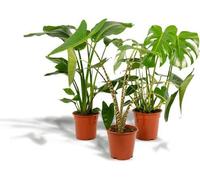 Lot de plantes d'intérieur : Monstera Deliciosa Ø21cm, hauteur 75cm + Alocasia