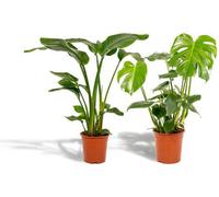 Lot de plantes : Strelitzia Nicolai et Monstera Deliciosa, 85cm et 75cm de