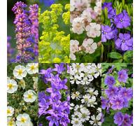 Lot de plantes vivaces - Couvre-sol - 8 plantes vivaces pour 1 m² - Plantes