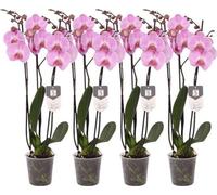 Lot de quatre orchidées - Phalaenopsis Elion - Tige à trois branches - 60 cm de hauteur - 12 cm de diamètre