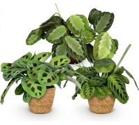 Lot Maranta Mix : plante de prière Silverband, Lemon Lime et Kerchoveana