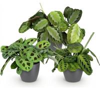 Lot Maranta Mix : plante de prière Silverband, Lemon Lime et Kerchoveana
