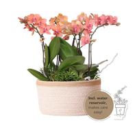 Lot présenté dans un panier en coton : 3 orchidées orange « Bozen » de 9 cm et 3 rhipsalis