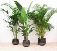 Lot promotionnel XXL : plantes d'intérieur - Palmier Kentia 200cm, Strelitzia