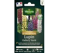 Lupin Gallery - Graines d'Exception