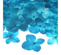 M METERXITY 12-Pack Fleurs Pressées Séchées pour Résine, Vraies Fleurs Naturelles en Vrac pour Artisanat/DIY Bijoux/Scrapbooking/Bougie/Fournitures pour Résine Époxy [Bleu Clair]