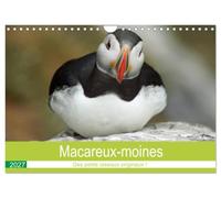 Macareux-moines Des petits oiseaux originaux! (Calendrier mural 2027 DIN A4 vertical), CALVENDO calendrier mensuel: Visite des macareux sur l'île de Skellig Michael en Irlande.
