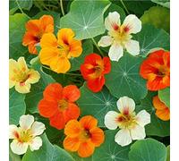MAELSA® GRAINES EN SACHET POUR POTAGER ET JARDIN - FLEURS - SEMENCES DE FLEURS DIVERS VARIETES AU CHOIX (CAPUCINE NAINE TOM POUcE)