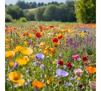 MAELSA® GRAINES EN SACHET POUR POTAGER ET JARDIN - FLEURS - SEMENCES DE FLEURS DIVERS VARIETES AU CHOIX (FLEURS A PAPILLON EN MELANGE)