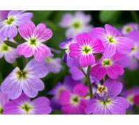 MAELSA® GRAINES EN SACHET POUR POTAGER ET JARDIN - FLEURS - SEMENCES DE FLEURS DIVERS VARIETES AU CHOIX (JULIENNE DE MAHON VARIE)