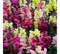 MAELSA® GRAINES EN SACHET POUR POTAGER ET JARDIN - FLEURS - SEMENCES DE FLEURS DIVERS VARIETES AU CHOIX (MUFLIER 1/2 NAIN MAJESTIC VARIE)