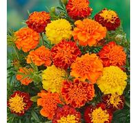 MAELSA® GRAINES EN SACHET POUR POTAGER ET JARDIN - FLEURS - SEMENCES DE FLEURS DIVERS VARIETES AU CHOIX (OEILLET D'INDE DOUBLE NAIN VARIE)