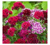 MAELSA® GRAINES EN SACHET POUR POTAGER ET JARDIN - FLEURS - SEMENCES DE FLEURS DIVERS VARIETES AU CHOIX (OEILLET DE POETE)