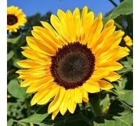 MAELSA® GRAINES EN SACHET POUR POTAGER ET JARDIN - FLEURS - SEMENCES DE FLEURS DIVERS VARIETES AU CHOIX (TOURNESOL)