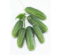 Maelsa® GRAINES en Sachet pour Potager ET Jardin - Legume - SEMENCES DE LEGUMES Divers VARIETES AU Choix Faites DEROULER… (CORNICHON Petit Vert DE Paris)