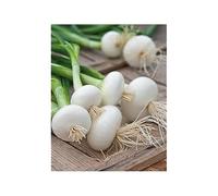 Maelsa® GRAINES en Sachet pour Potager ET Jardin - Legume - SEMENCES DE LEGUMES Divers VARIETES AU Choix Faites DEROULER… (Oignon Blanc Tres HATIF VAUGIRARD)