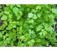 MAELSA® GRAINES EN SACHET POUR POTAGER ET JARDIN - SEMENCES D'AROMATES DIVERS VARIETES (CERFEUIL COMMUN)
