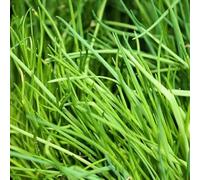 MAELSA® GRAINES EN SACHET POUR POTAGER ET JARDIN - SEMENCES D'AROMATES DIVERS VARIETES (CIBOULETTE)