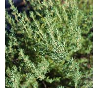 MAELSA® GRAINES EN SACHET POUR POTAGER ET JARDIN - SEMENCES D'AROMATES DIVERS VARIETES (THYM D'HIVER)