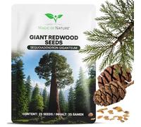 Magic of Nature: 25 Pcs. Graines de Séquoia Géant | Sequoiadendron giganteum Redwood - Résistant au Froid - Durable - Idéal pour Grand Jardin