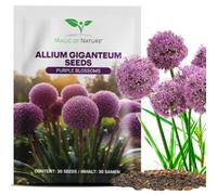 Magic of Nature: Graines d'Ail Géant (30 pcs) - Allium giganteum | rustique & vivace - Fleurs violettes jusqu'à 150cm pour jardin & terrasses