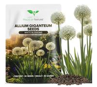 Magic of Nature: Graines d'Ail Géant (30 Pcs) Allium giganteum | Vivace & Rustique - Fleurs Blanches jusqu'à 150cm pour Votre Jardin